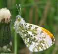 /album/my-local-birding-gallery/orange-tip-no-3-jpg/